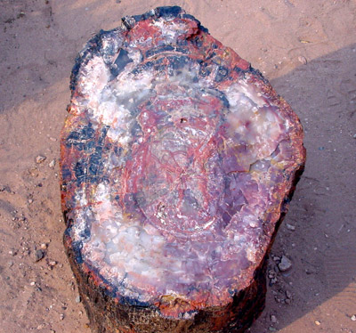 石化森林國家公園 (Petrified Forest National Park) 
石化木 (Petrified Wood)