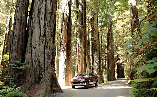 紅木國家公園 (Redwood National Park) 
Jedediah Smith Redwoods State Park
