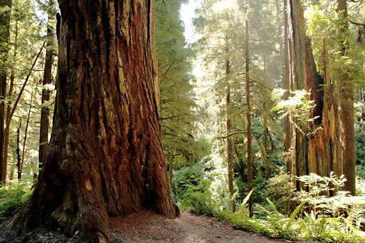 紅木國家公園 (Redwood National Park)