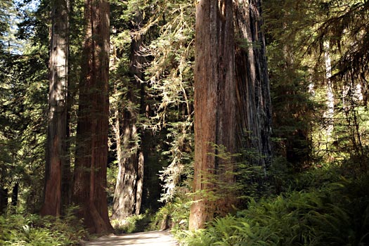 紅木國家公園 (Redwood National Park) 
Jedediah Smith Redwoods State Park
