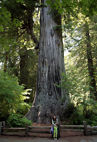紅木國家公園 (Redwood National Park) 
Big Tree