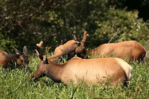 紅木國家公園 (Redwood National Park) 
Roosevelt Elks at Elk Meadow