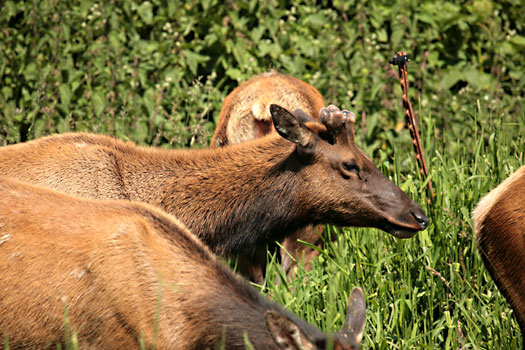 紅木國家公園 (Redwood National Park) 
Roosevelt Elks at Elk Meadow