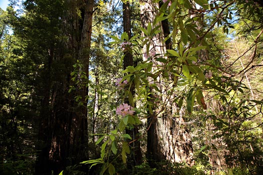 紅木國家公園 (Redwood National Park) 
Lady Bird Johnson Grove
