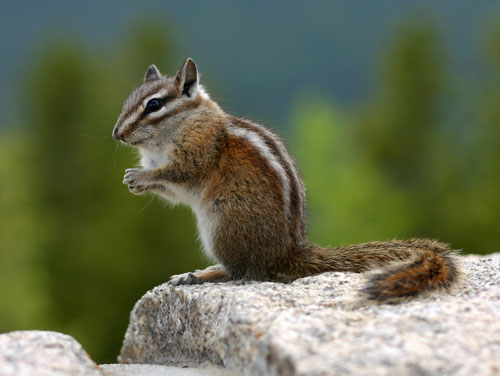 洛磯山國家公園 (Rocky Mountain National Park)