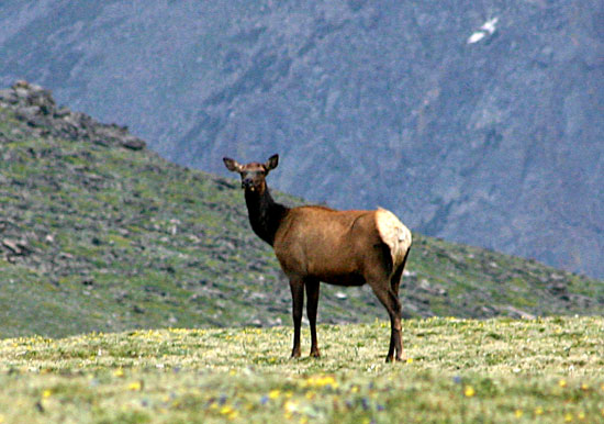 洛磯山國家公園 (Rocky Mountain National Park)