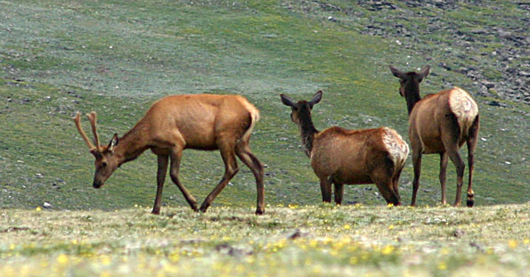 洛磯山國家公園 (Rocky Mountain National Park)