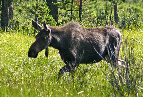 洛磯山國家公園 (Rocky Mountain National Park)