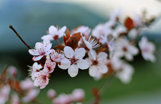 春天的花