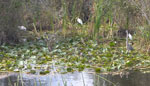 沼澤地國家公園 (Everglades National Park)