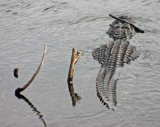 Alligator(短吻鱷)