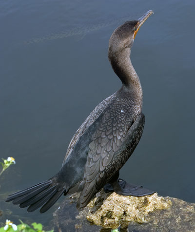 Cormorant(鸕鶿)