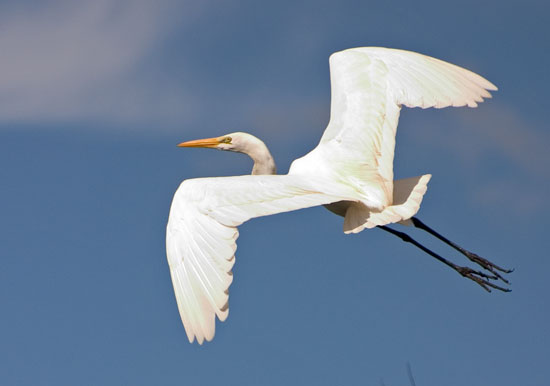 Great Egret (大白鷺)