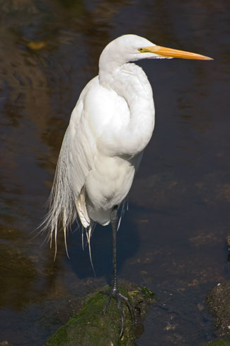 Great Egret (大白鷺)