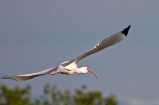 White Ibis(朱鷺)
