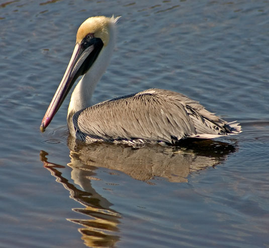 Pelican(鵜鶘)