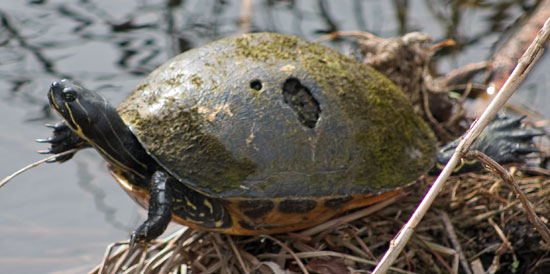 Turtle(龜)