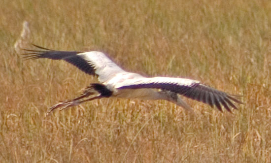Wood Stork(林鸛)