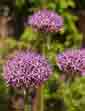 三團紫花