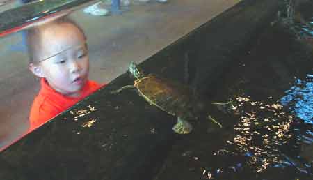 杜魯市 (Duluth) 大湖水族館 (Great Lakes Aquarium) 淡水龜