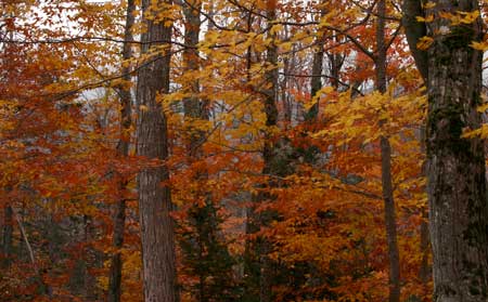 新罕布什爾 (New Hampshire) 華盛頓山楓葉