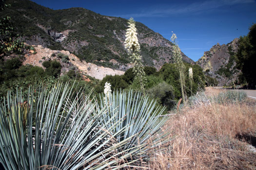 紅杉與國王峽谷國家公園 (Sequoia and Kings Canyon National Park) 
國王峽谷 (Kings Canyon)