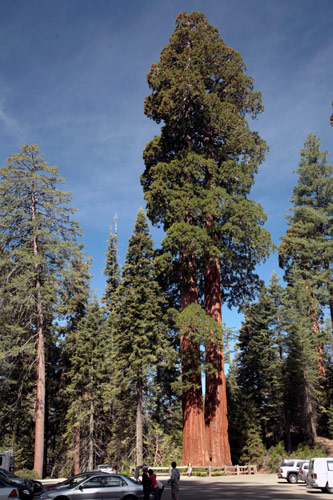 紅杉與國王峽谷國家公園 (Sequoia and Kings Canyon National Park) 
General Grant Tree