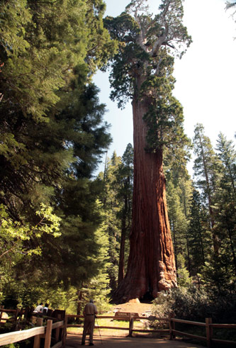 紅杉與國王峽谷國家公園 (Sequoia and Kings Canyon National Park) 
General Grant Tree