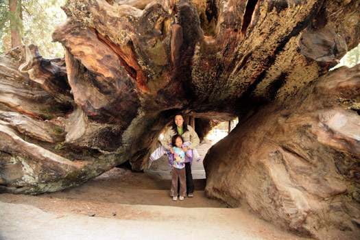 紅杉與國王峽谷國家公園 (Sequoia and Kings Canyon National Park) 
General Grant Tree