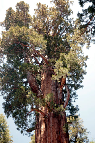 紅杉與國王峽谷國家公園 (Sequoia and Kings Canyon National Park) 
General Sherman Tree