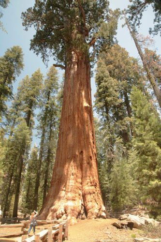 紅杉與國王峽谷國家公園 (Sequoia and Kings Canyon National Park) 
General Sherman Tree