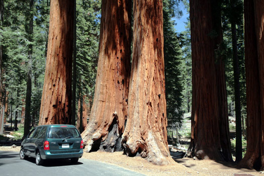 紅杉與國王峽谷國家公園 (Sequoia and Kings Canyon National Park) 
Giant Forest