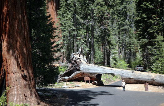 紅杉與國王峽谷國家公園 (Sequoia and Kings Canyon National Park) 
Giant Forest