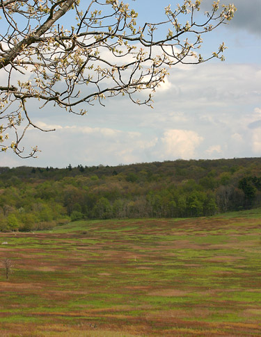 仙納度國家公園 (Shenandoah National Park) 大草原