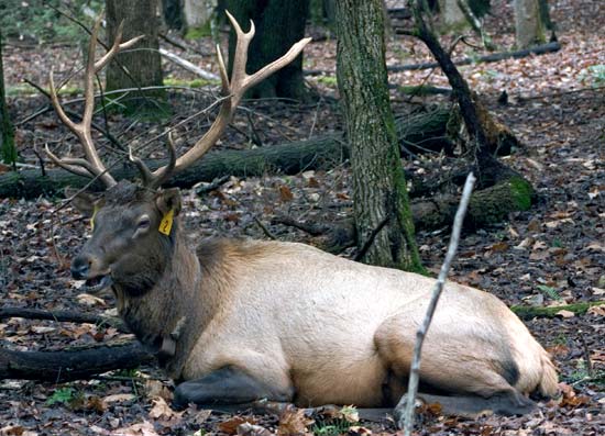 大煙山國家公園 (Great Smoky Mountains National Park) Cataloochee 大角鹿 (Elk)