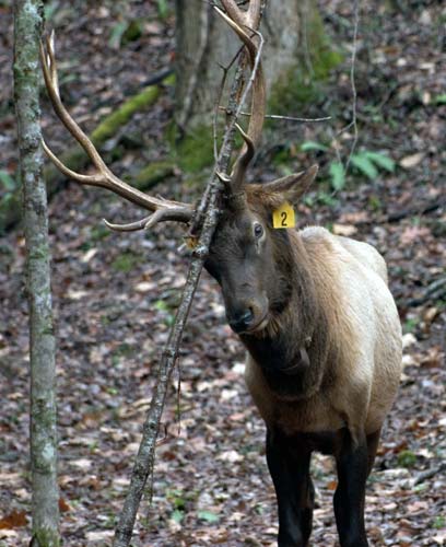 大煙山國家公園 (Great Smoky Mountains National Park) Cataloochee 大角鹿 (Elk)