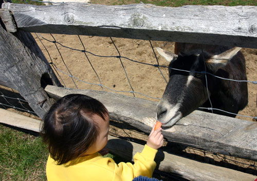 到農場看動物