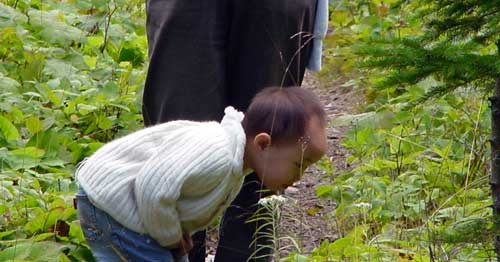 在 Isle Royale 走走