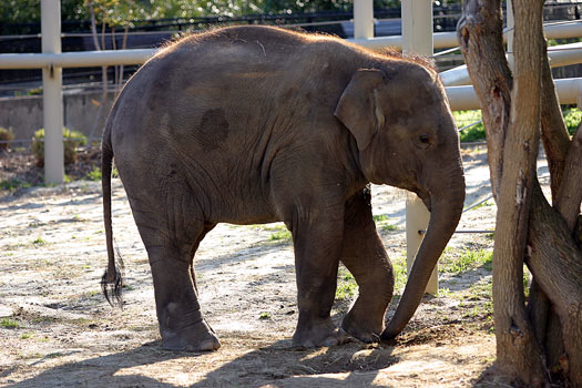 逛DC動物園