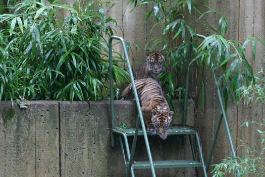 動物園看小老虎