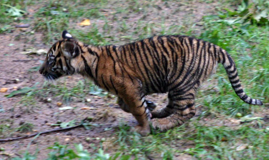 動物園看小老虎