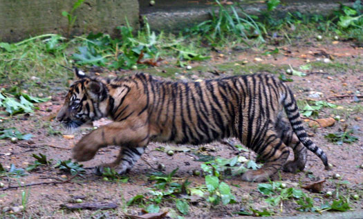 動物園看小老虎