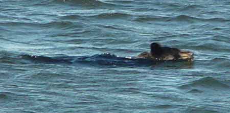 探險家國家公園 (Voyageurs National Park) 游泳的黑熊