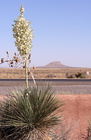 白沙國家保護區 (White Sands National Monument)