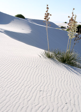沙丘生態步道