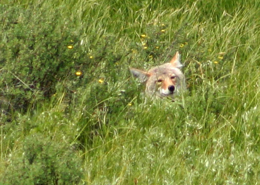 山狗 (Coyote)