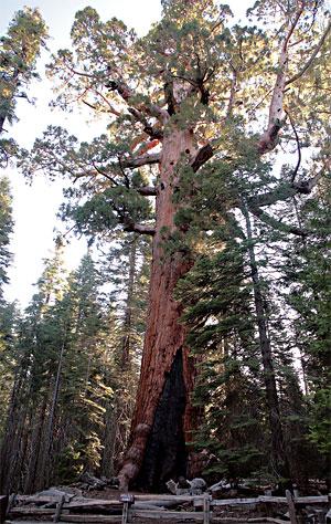 優勝美地國家公園 (Yosemite National Park) 
Mariposa Grove Grizzly Giant tree