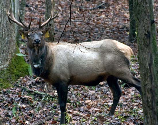 大煙山國家公園 (Great Smoky Mountains National Park) Cataloochee 大角鹿 (Elk)