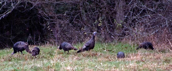 大煙山國家公園 (Great Smoky Mountains National Park) Cataloochee 野火雞