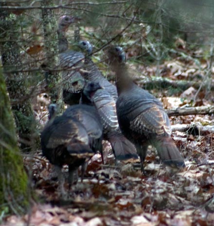 大煙山國家公園 (Great Smoky Mountains National Park) Cataloochee 野火雞